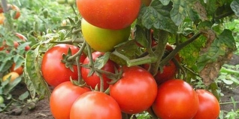 Koliko duboko saditi seme paradajza